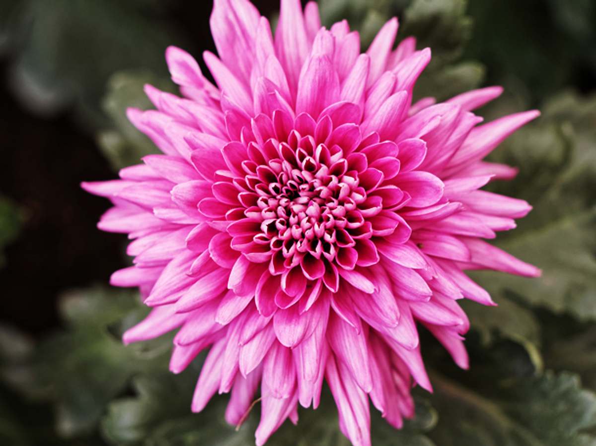 Chrysantheme: Die November-Blume Chrysantheme: Die November-Blume