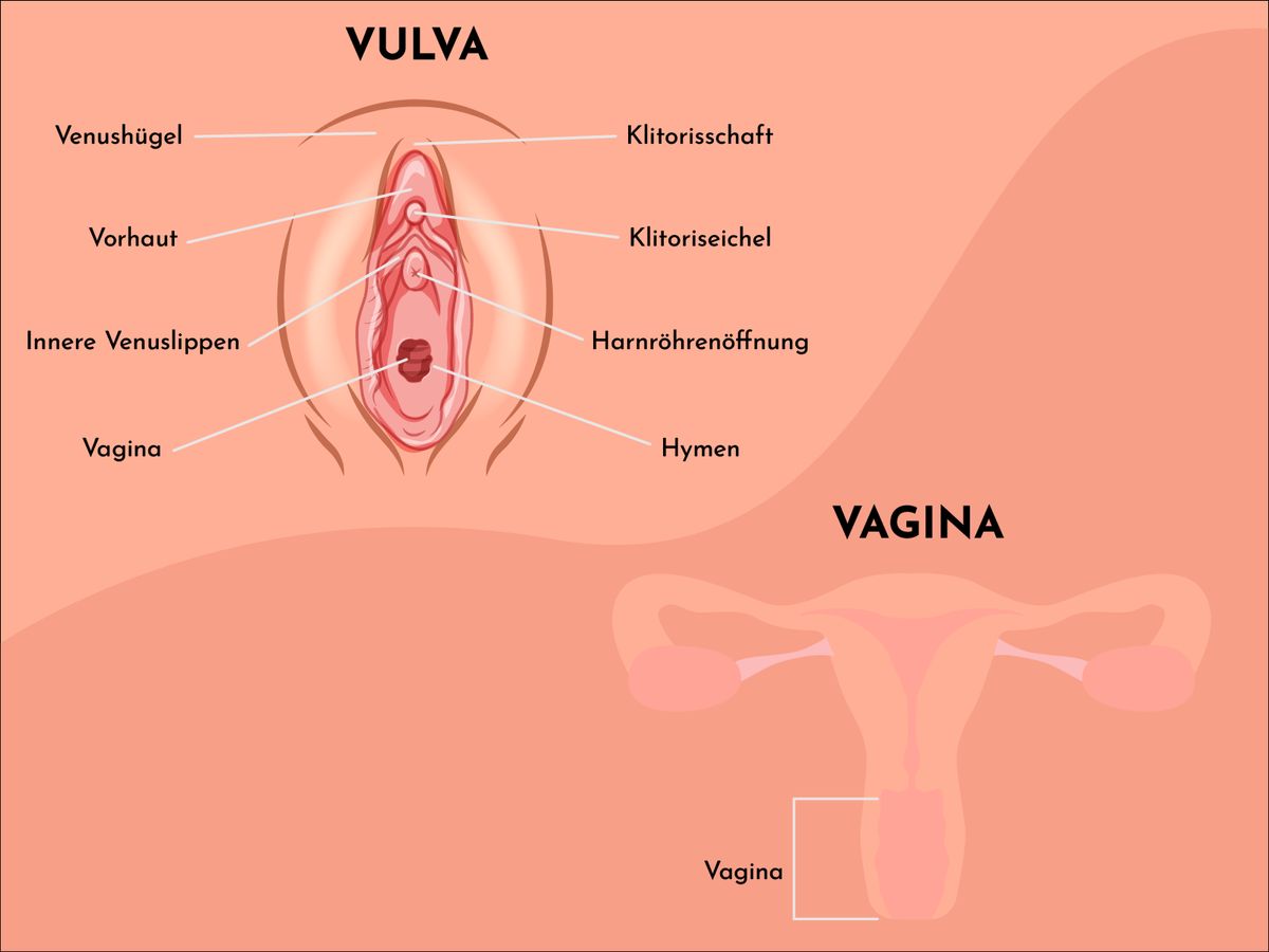 Anatomie der Vulva und Vagina Grafik: Unterschied zwischen Vagina und Vulva.