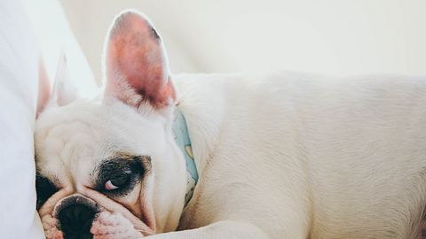 Ist dein Hund sauer oder nicht? Diese Anzeichen verraten es! - Foto: gollykim/istock