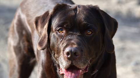 Der Hund eines TV-Moderators wurde kürzlich Opfer eines vergifteten Köders. - Foto: Sarah-Christin Sdorra-Goehner/istock