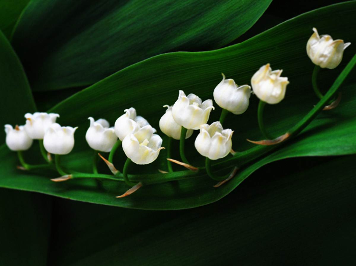 Maiglöckchen: Die Mai-Blume Maiglöckchen: Die Mai-Blume
