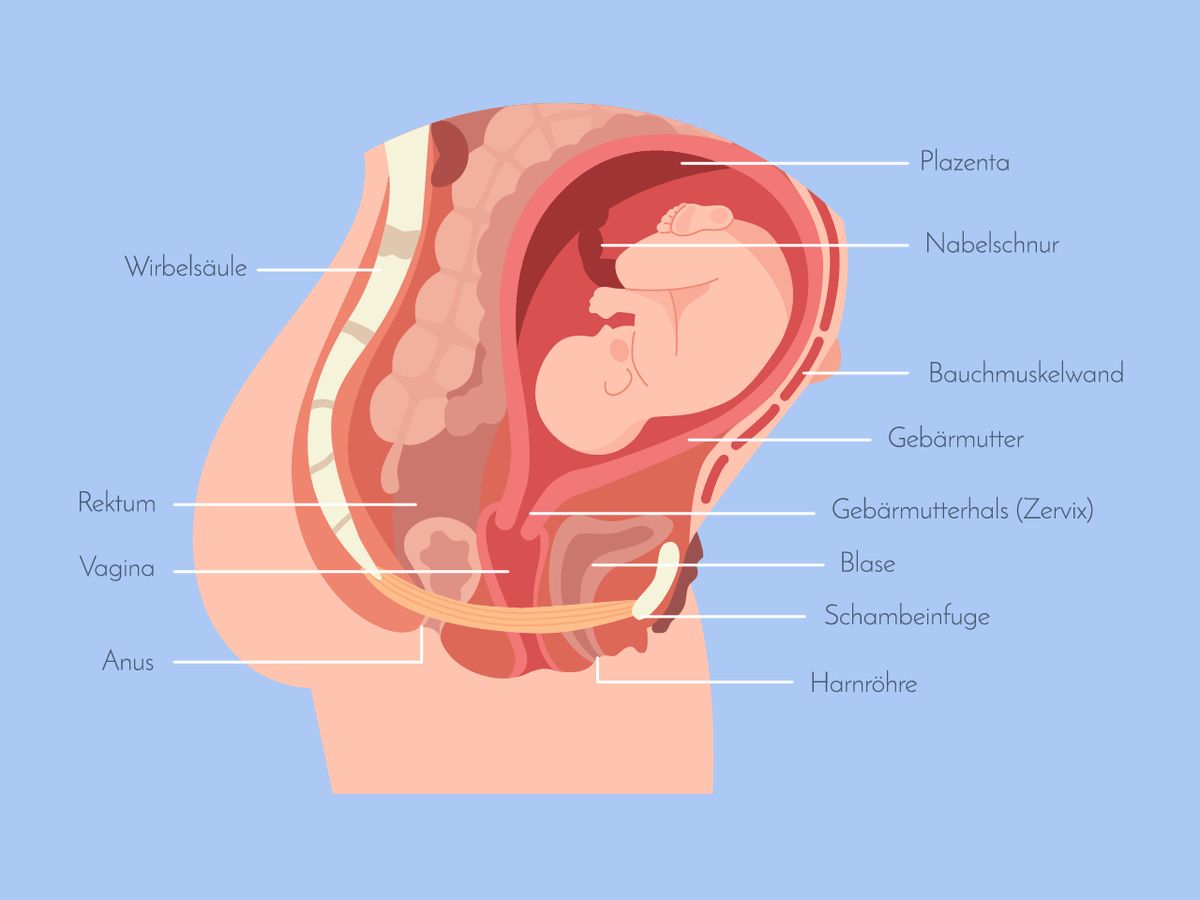 Vagina bei der Geburt Die Vagina muss sich für eine Geburt enorm ausdehnen und viele Frauen haben die Sorge, dass das bleibende Veränderungen bewirkt, dass ihre Vagina durch den Geburtsvorgang „ausleiern“ könnte.