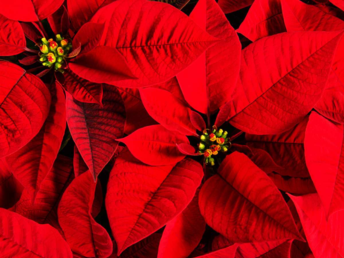 Weihnachtsstern: Die Dezember-Blume Weihnachtsstern: Die Dezember-Blume